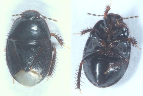 Microporus nigrita